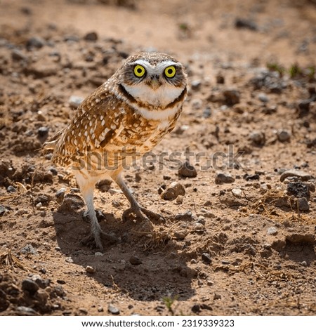 Picture of a borrowing owl in the Arizona desert landscape
