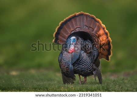 Portrait of a wild turkey in display on grass with the forest in the background Royalty-Free Stock Photo #2319341051