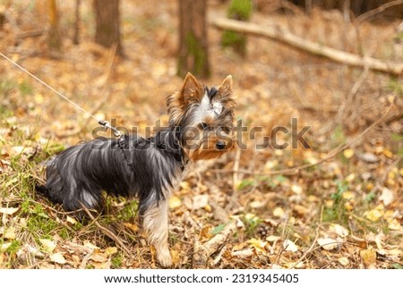 Yorkshire Terrier on a leash in the autumn forest. Portrait Royalty-Free Stock Photo #2319345405