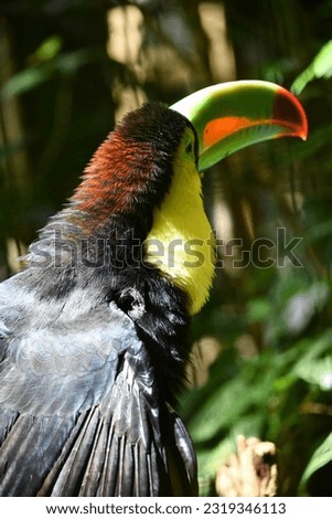 he Keel-billed Toucan, known as the "bill bird"locally, is the national bird of Belize.