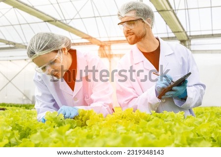 Hydroponic agricultural system, organic hydroponic vegetable garden at greenhouse. Team Scientist analyzing plants on vegetable harvest tray. Hydroponics process at laboratory. Agricultural Engineers 
