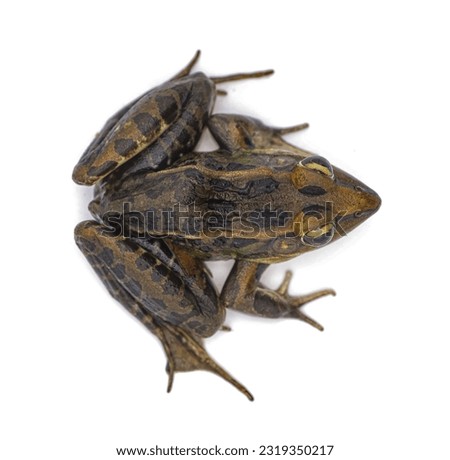 Southern leopard frog - Lithobates sphenocephalus or Rana sphenocephala - isolated on white background top dorsal view