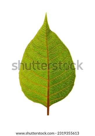 Macro Green leave. Close-up of green leave isolated on white background in full depth of field with clipping path. Object for decoration and design.