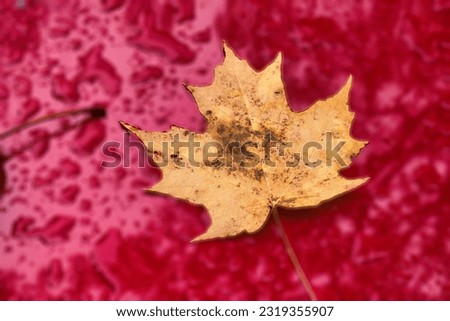 canadian leave on red shiny surface and reflection of woods Royalty-Free Stock Photo #2319355907