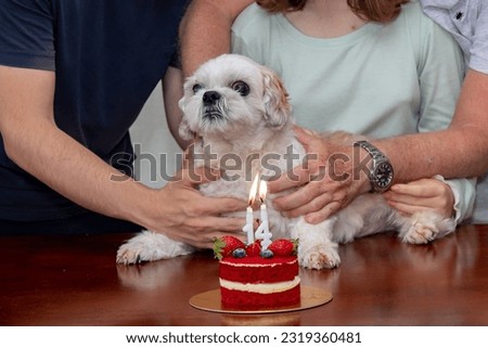 Celebration of the 14th birthday of the puppy Duque shiitzu, beautiful and loved by the family. red velvet cake