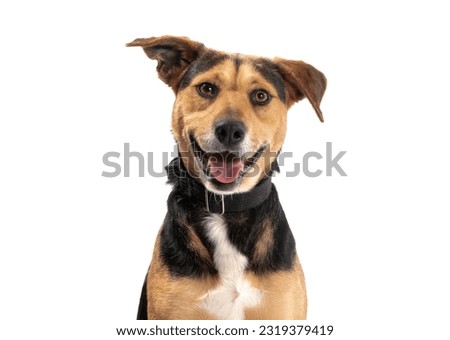 portrait of a happy brown dog on a white background  Royalty-Free Stock Photo #2319379419