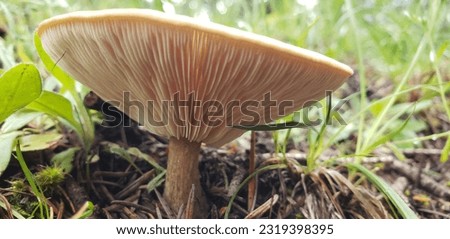Woodland mushroom in forest after rainstorm