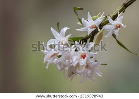 beautiful wild white orchid  on shallow blurry background, natural, refresh 