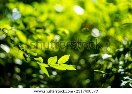 Abstract, nature Green leaf background and beautiful wallpaper.(high quality) 
