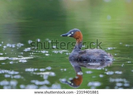 The little Grebe on the lake
