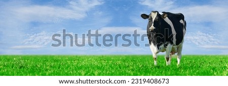 Cow on the lawn. Spotted cow grazing on beautiful green meadow. holstein cow, resting in a meadow. Black and white cow, eco farming in Nederlands. Royalty-Free Stock Photo #2319408673