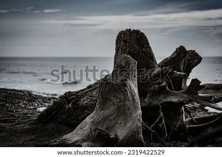 wooden drift wood on a rocky beach Royalty-Free Stock Photo #2319422529