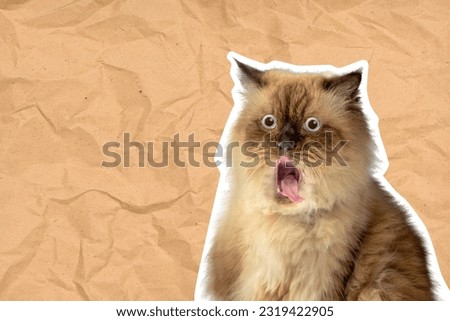 Portrait of a beige cat with a shocked expression on a colored background. Cat face meme concept Royalty-Free Stock Photo #2319422905