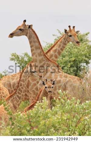 Giraffe - African Wildlife Background - Icon within Beautiful Nature
