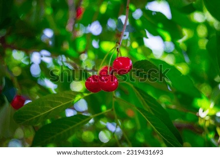 New crop of ripe cherries on the tree - June