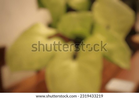 Defocused abstract background of leaf. Flat Layout. Nature concept.