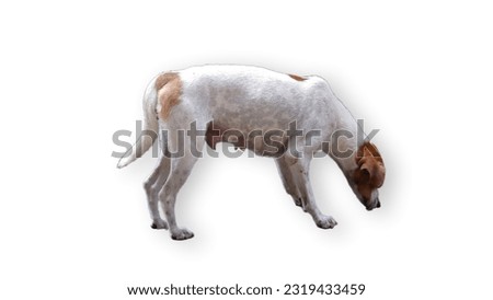 Female dog on isolated background 