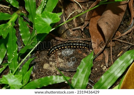 Harpaphe haydeniana, commonly known as the yellow-spotted millipede, is a species of polydesmidan milipede