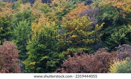 Colorful trees at the forest in autumn