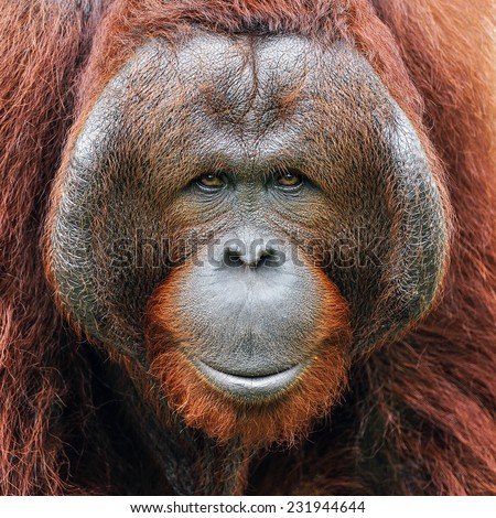 Face of orangutan. Royalty-Free Stock Photo #231944644