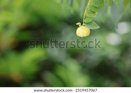Star Gooseberry fruits hanging from a twig with the matured leaves