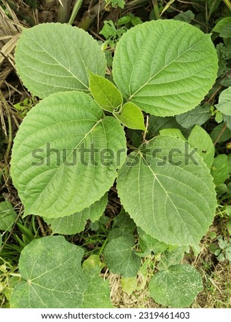 leaf, in botany, any usually flattened green outgrowth from the stem of a vascular plant. As the primary sites of photosynthesis, leaves manufacture food for plants, which in turn ultimately nourish.