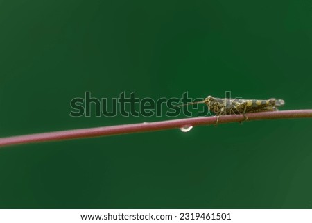 Grasshopper on branch Isolated background, animal closeup 