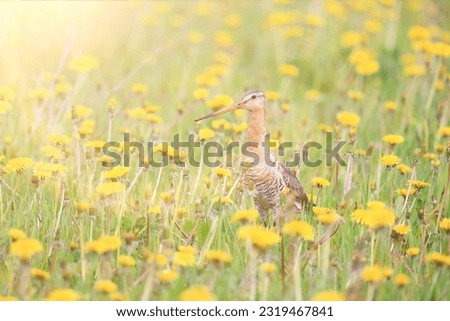 wildlife bird sandpiper on a field of flowers, background wallpaper