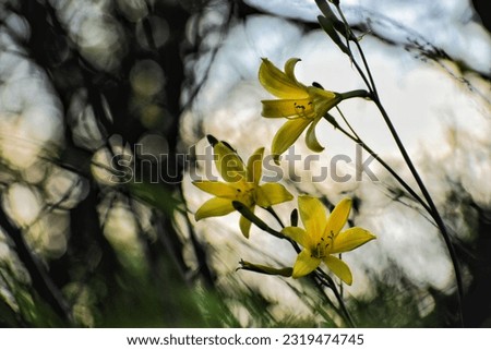 Art photo of blooming dwarf daylily (Hemerocallis minor) in the evening: three yellow flowers against blurred background with trees' silhouettes