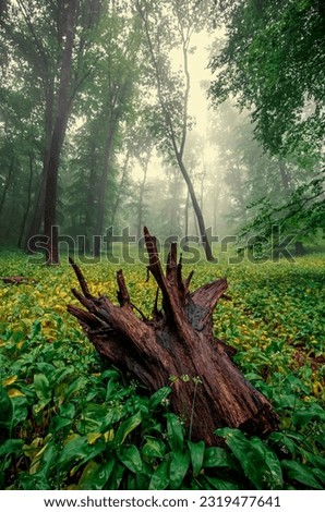 Foggy green forest after rain in spring