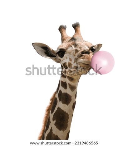 Beautiful African giraffe blowing bubble gum on white background