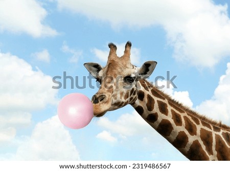 Beautiful African giraffe blowing bubble gum against sky