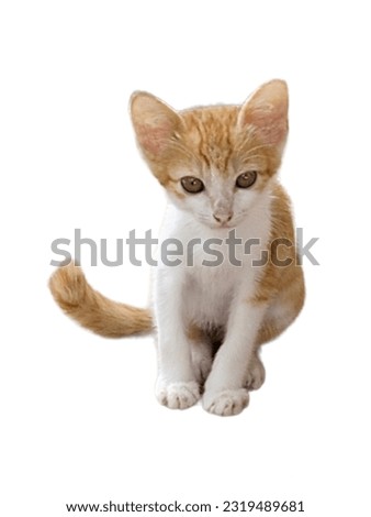 cute little thai cat and background