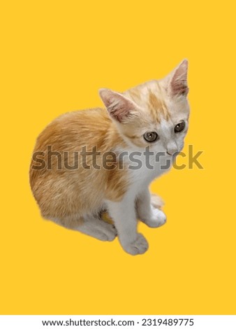 cute little thai cat and background