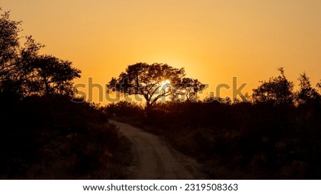 a silhouette of a tree at sunrise