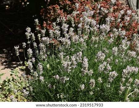 Narrow-leaved white lavender, Edelweiss Lavandula or angustifolia White Royalty-Free Stock Photo #2319517933