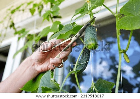 Men's hands harvests cuts the cucumber with scissors. Farmer man gardening in home greenhouse