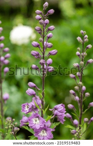 Larkspurs purple flowers or Delphinium ajacis in a garden