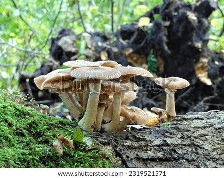 macro photo with a decorative natural background of a forest mushroom in a European habitat for design as a source for prints, posters, decor, interiors, advertising, wallpaper, decoration          