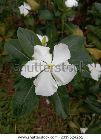 Vinca is actually a genus of flowering plants in the Apocynaceae family. However, among lovers of ornamental plants, this name is used to refer to Madagascar periwinkle or Catharanthus roseus which is
