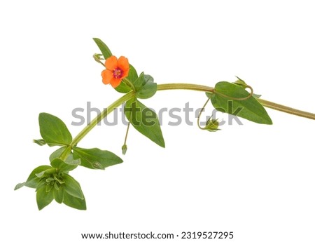 Scarlet pimpernel isolated on white background, Anagallis arvensis Royalty-Free Stock Photo #2319527295