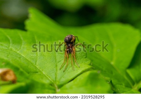 macro shot of Metellina spider on tip of green leaf, wildlife in natural environment.