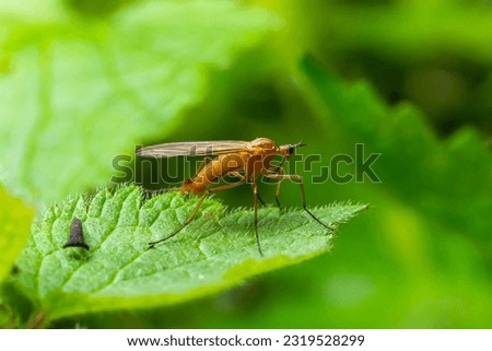 Yellow fly-scorpion on a blade of grass in a natural environment, forest, summer sunlight.