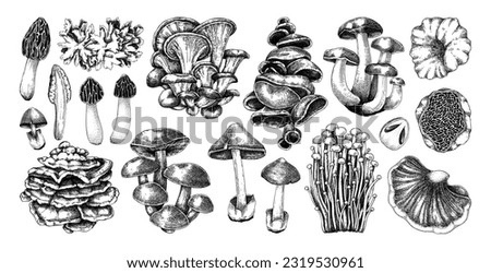 Hand-drawn mushrooms isolated on chalkboard. Autumn forest plant sketches. Healthy food vector illustration. Edible fungi, fungal protein foods collection. Fall season design elements. 