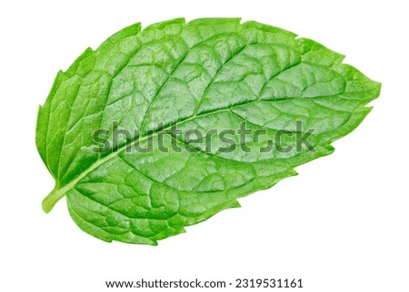 Mint leaves isolated on white background. Mint leaf clipping path. Royalty-Free Stock Photo #2319531161