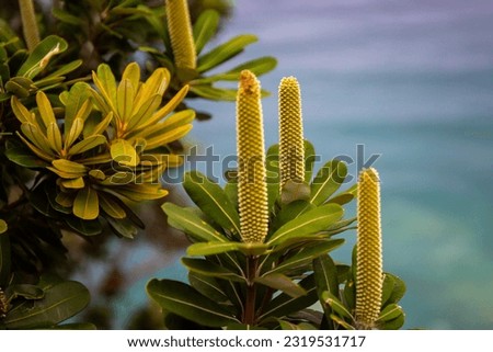 unique plants on the cliff in byron bay, new south wales, australia Royalty-Free Stock Photo #2319531717