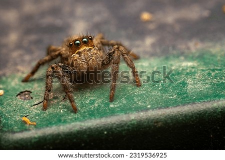 a beautiful macro photo of a jumping spider looking for prey at the local nature reserve in northern israel
