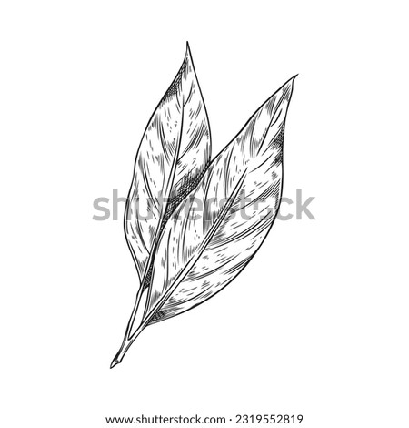Hand drawn bay leaf plant, monochrome sketch vector illustration isolated on white background. Bay laurel leaves with engraving texture. Aromatic herb for cooking and food seasoning.