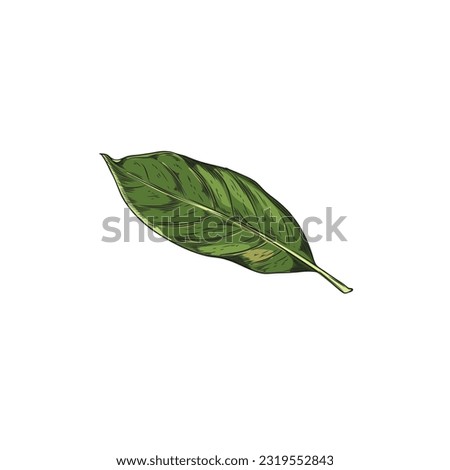 Hand drawn single bay leaf. One green tea leave. Full color vector realistic sketch illustration of bay leave isolated on white background. Herbs, spices, natural flavors concept Royalty-Free Stock Photo #2319552843