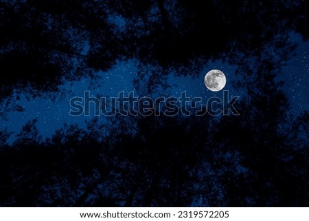 Beautiful night sky in forest. Full moon and stars over pine trees at night in mountain forest.